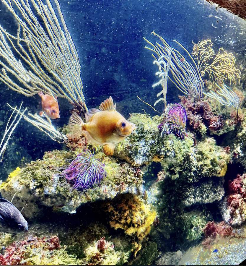 SEA LIFE | Top Indoor Aktivitäten in München | Mr. München | Foto: SEA LIFE